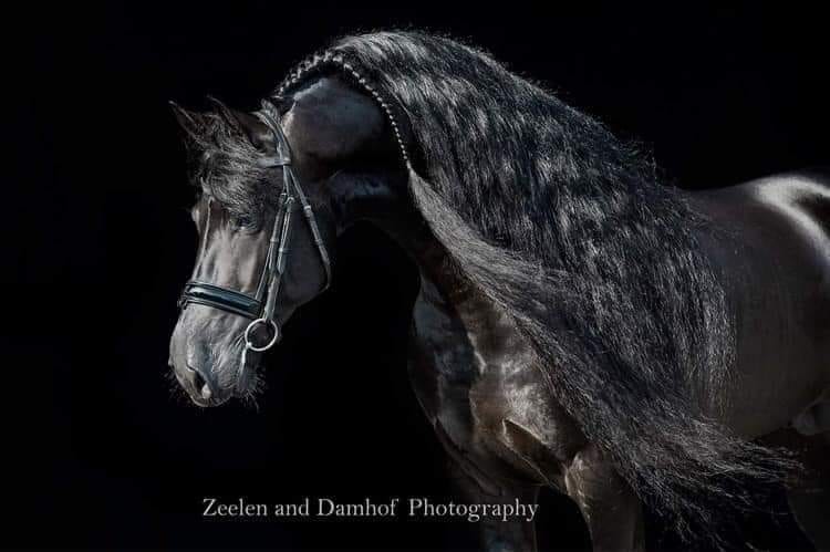 Approved Friesland Stallion